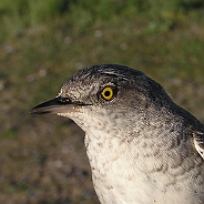 Föregående